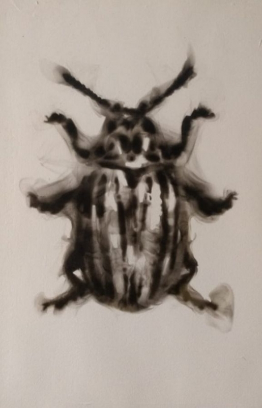 Emmanuel Serrano — Insecto Número 333